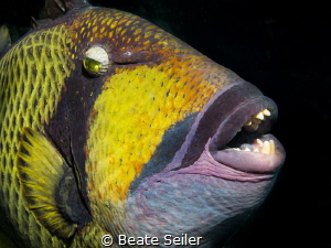 Nosy trigger fish by Beate Seiler 